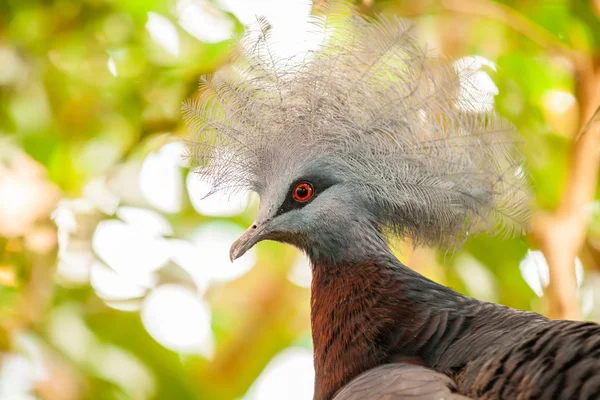 Södra krönt-duva, Sahar scheepmakeri, enda fångenskap — Stockfoto