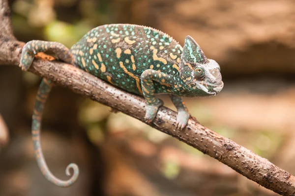 Um lagarto camaleão velado — Fotografia de Stock