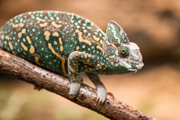 Una lucertola camaleonte velata — Foto Stock