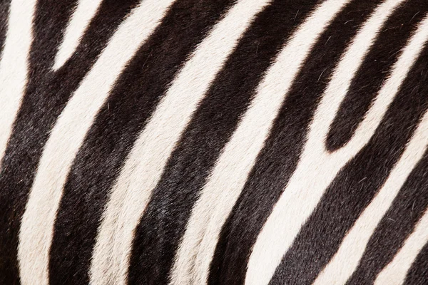 Zebra mönster — Stockfoto