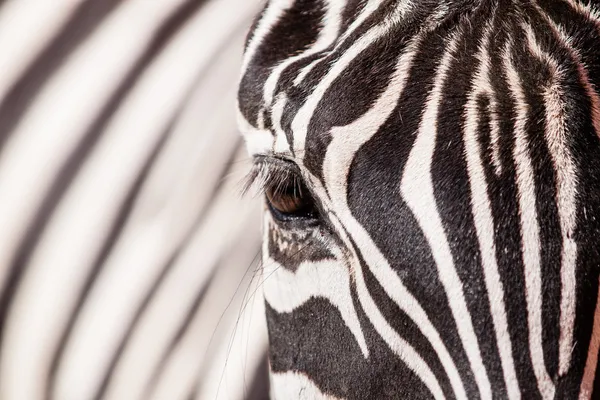 Zebra porträtt — Stockfoto