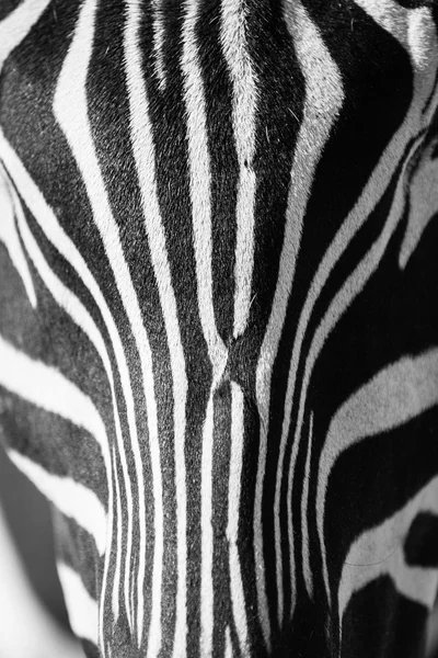 Retrato de zebra — Fotografia de Stock