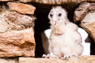 Barn Owl young bird clipart