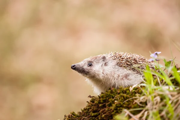 Hedgehog da Europa Oriental — Fotografia de Stock