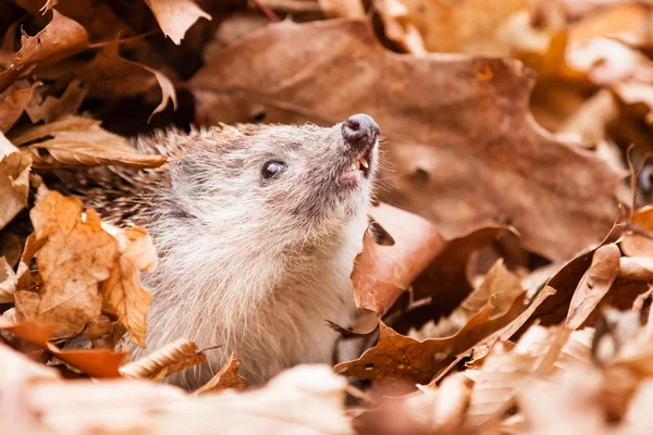 Hedgehog da Europa Oriental — Fotografia de Stock