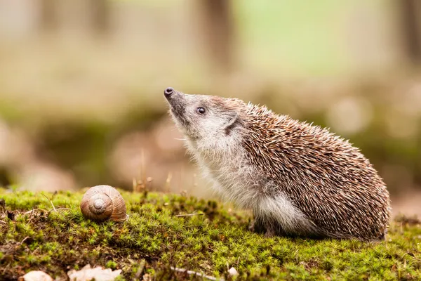 Eastern European Hedgehog — Stock Photo, Image