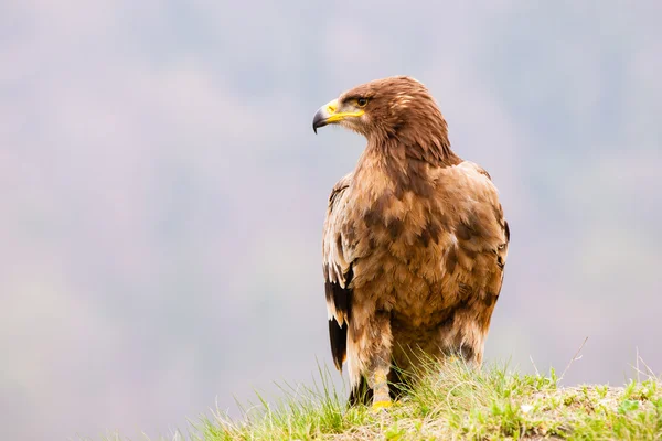 Steppe Eagle Bird — Stock Photo, Image