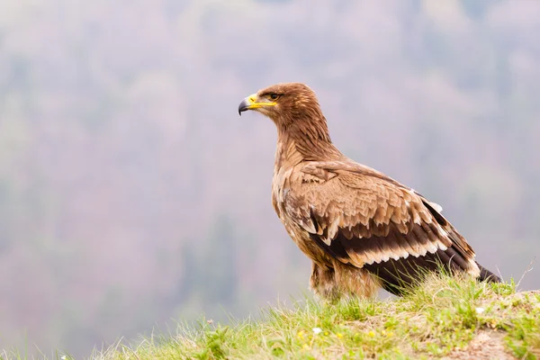 Steppe Eagle Bird — Stock Photo, Image