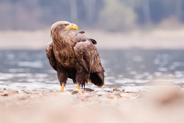 Orel mořský pták — Stock fotografie