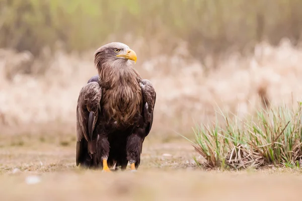 Sea eagle bird — Stock Photo, Image