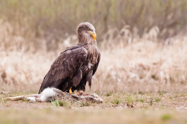 Sea eagle bird — Stock Photo, Image