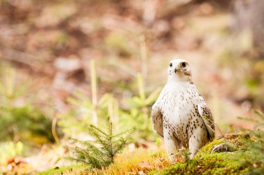 gyrfalcon falco rusticolus