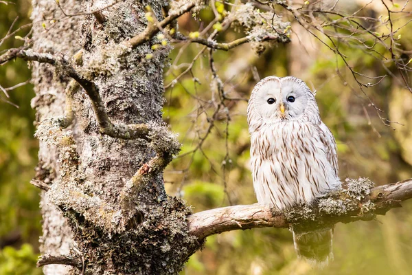 De ural uil strix uralensis — Stockfoto