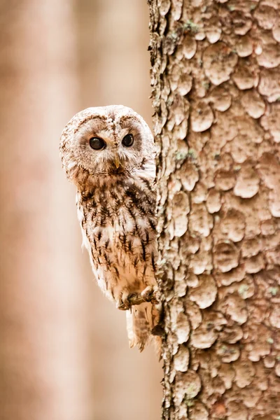 Tawny Owl Strix aluco — Stock Photo, Image