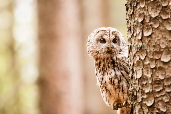 Alaca baykuş strix aluco