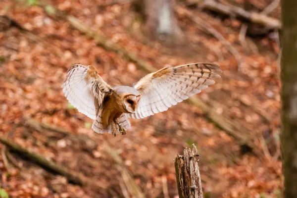 peçeli baykuş tyto alba
