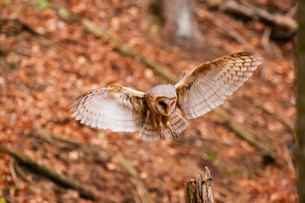 A coruja Tyto alba — Fotografia de Stock