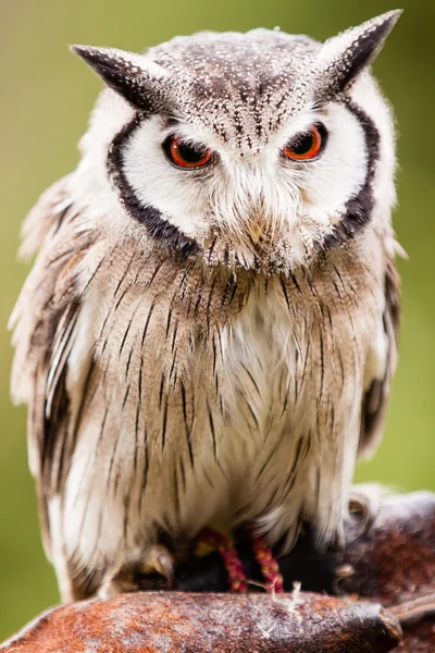 Severní bledou tváří sova otus leucotis — Stock fotografie