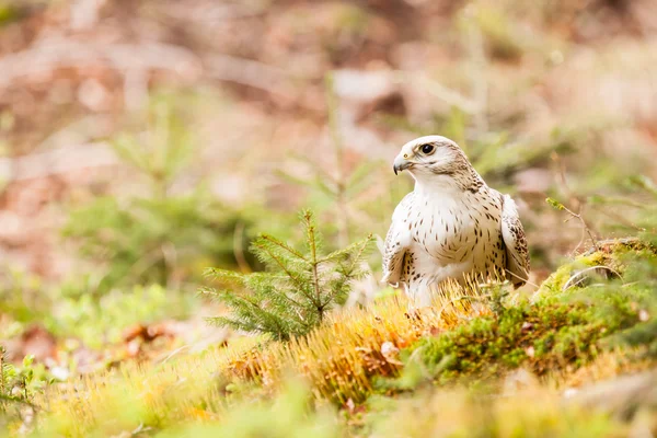 De giervalk falco rusticolus — Stockfoto