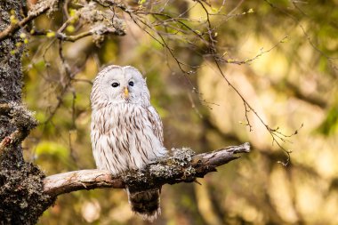 ural baykuş strix uralensis