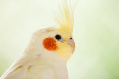 cockatiel nymphicus hollandicus