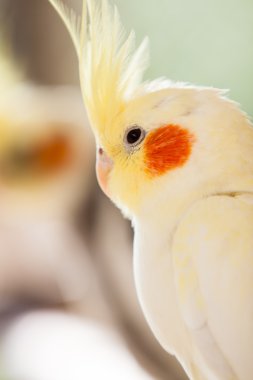 cockatiel nymphicus hollandicus