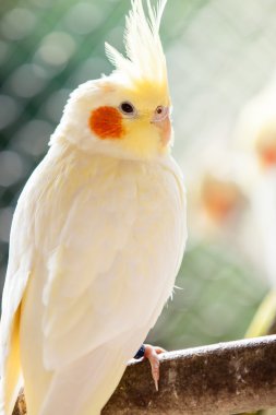 cockatiel nymphicus hollandicus