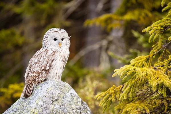 Die Eule strix uralensis — Stockfoto