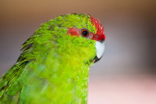 Rudočelý cyanoramphus novaezelandiae — Stock fotografie