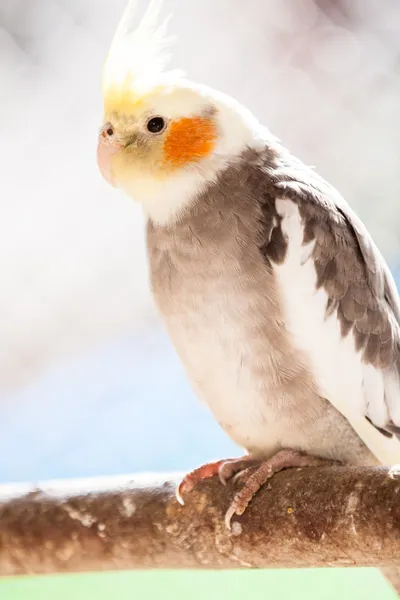 Korela chocholatá nymphicus hollandicus — Stock fotografie