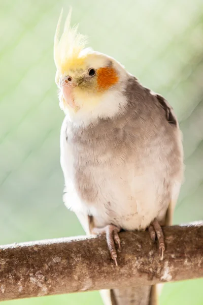 A cachaça Nymphicus hollandicus — Fotografia de Stock