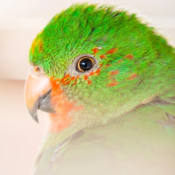 El rey australiano loro aka muaiz alisterus scapularis —  Fotos de Stock