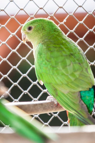 O papagaio-rei australiano aka muaiz Alisterus scapularis — Fotografia de Stock