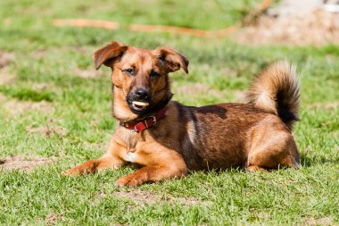 dachshund köpek köpekle