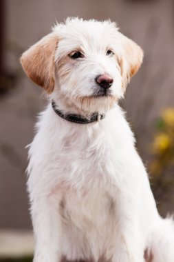 köpekle spinone italiano
