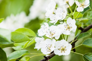 elma ağacının çiçekleri