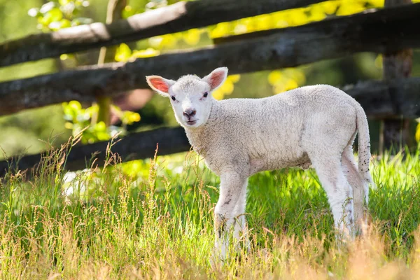 Lambkin — Stock Photo, Image