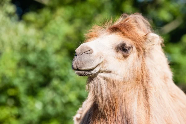 Retrato de camelo — Fotografia de Stock