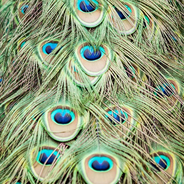 Padrão de pavão — Fotografia de Stock