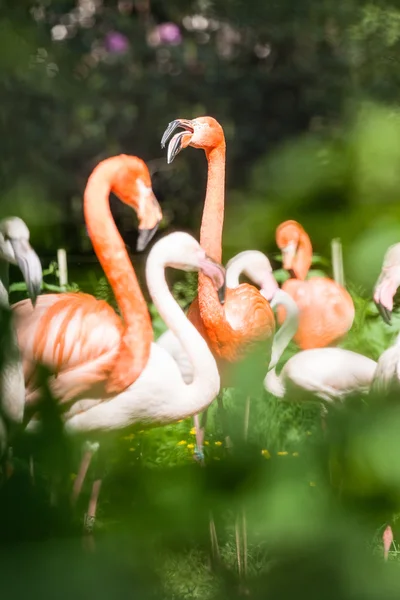 Flamingo Ordförande — Stockfoto