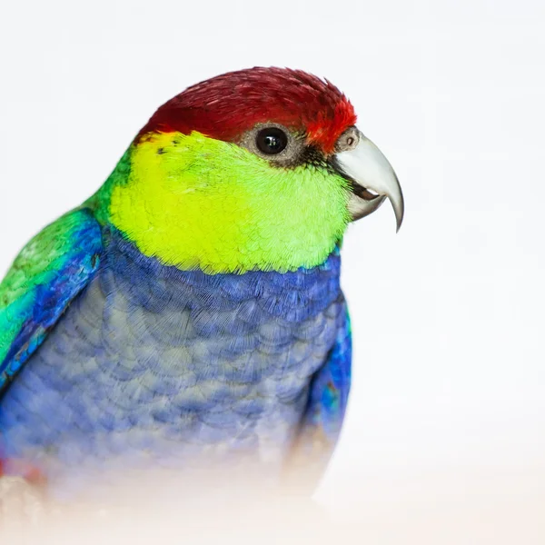 De rood-afgetopte parrot (purpureicephalus spurius) — Stockfoto