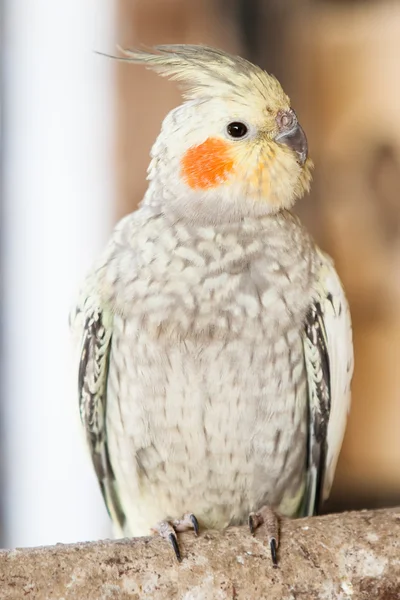 A calopsita (Nymphicus hollandicus ) — Fotografia de Stock