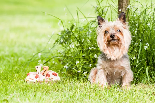 ヨークシャーテリア犬 — ストック写真