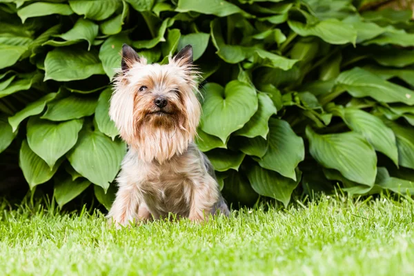 Yorkshire Terrier köpeği.