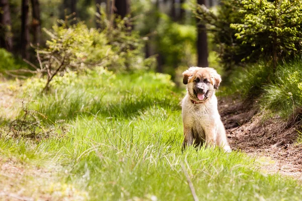 Leonberger dog puppy — Stock Photo, Image