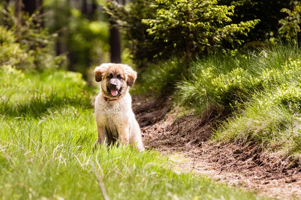 Leonberger 狗小狗 — 图库照片