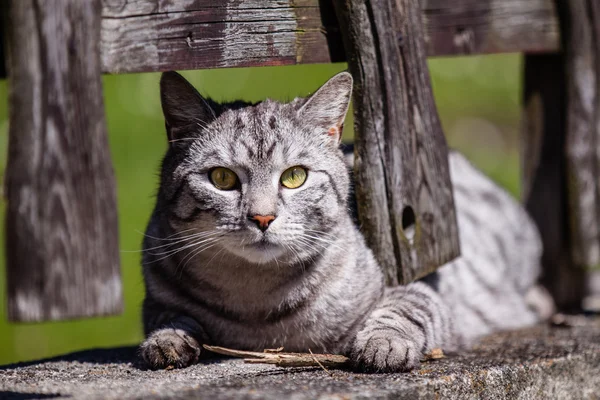 Çitteki kedi — Stok fotoğraf