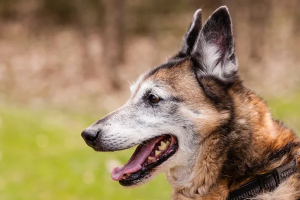 Mutt-Belgische herder — Stockfoto