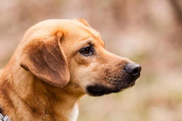 Mutt Rhodesian ridgeback — Stock Photo, Image