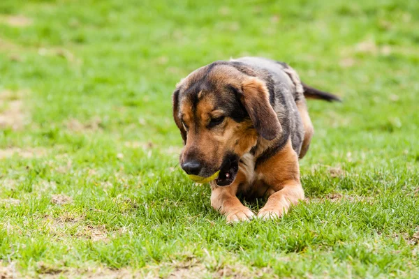 Bastardo di cane pastore tedesco cucciolo — Foto Stock